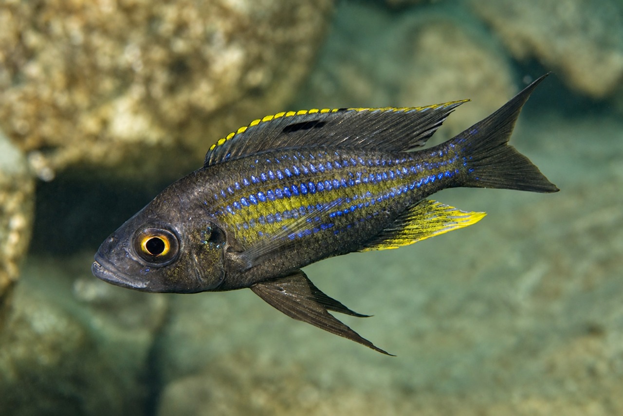 Aulonocranus dewindti 'Kamamba Island'